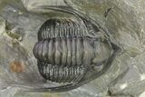 Multi-Toned Diademaproetus Trilobite - Ofaten, Morocco #286547-3